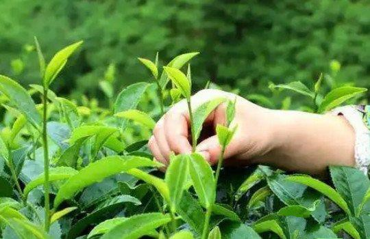 The Traditional Method OF Making Chinese Green Tea The Traditional Method OF Making Chinese Green Tea