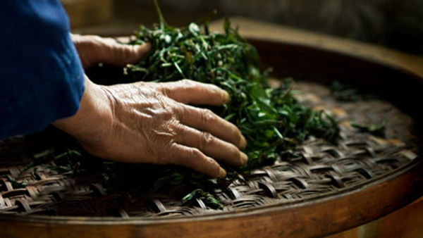 The Production of Oolong Tea The Production of Oolong Tea