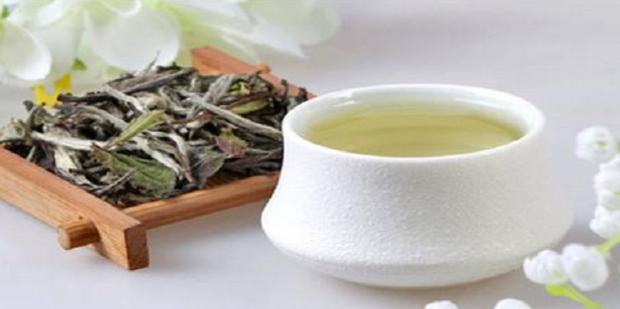 Differences and Connections Between Green Tea and White Tea Differences and Connections Between Green Tea and White Tea